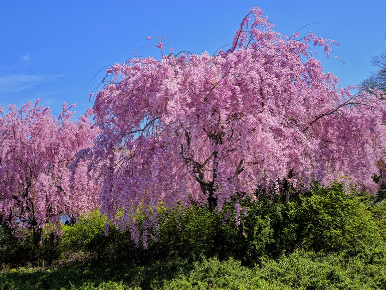 cherry blossoms essex new jersey